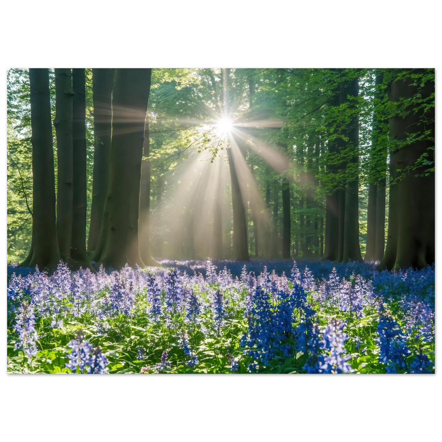 Wandbild bezaubernder wald mit sonnenstrahlen und lila bluetenmeer dein stueck natur