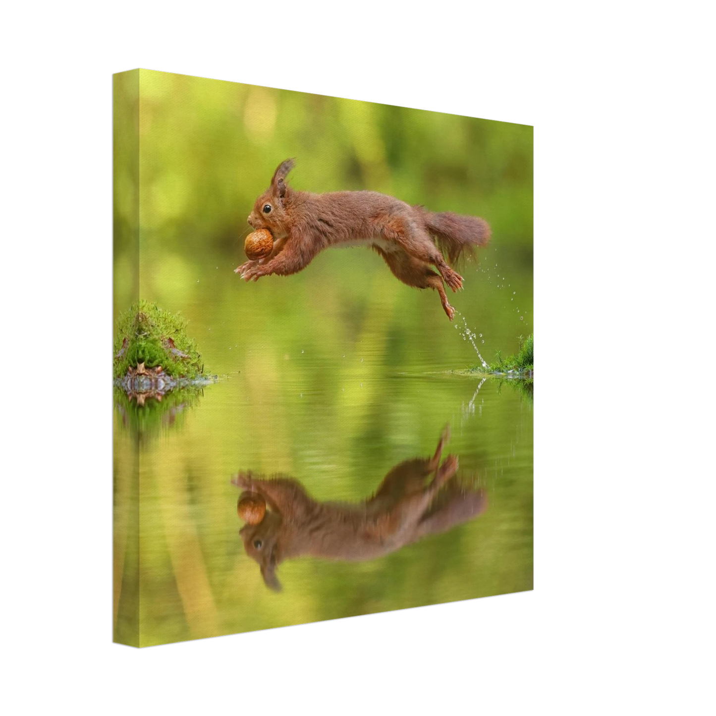 Wandbild eichhoernchen dynamisches wildtier poster mit lebendigen gruentoenen erhaeltlich in verschiedenen groessen