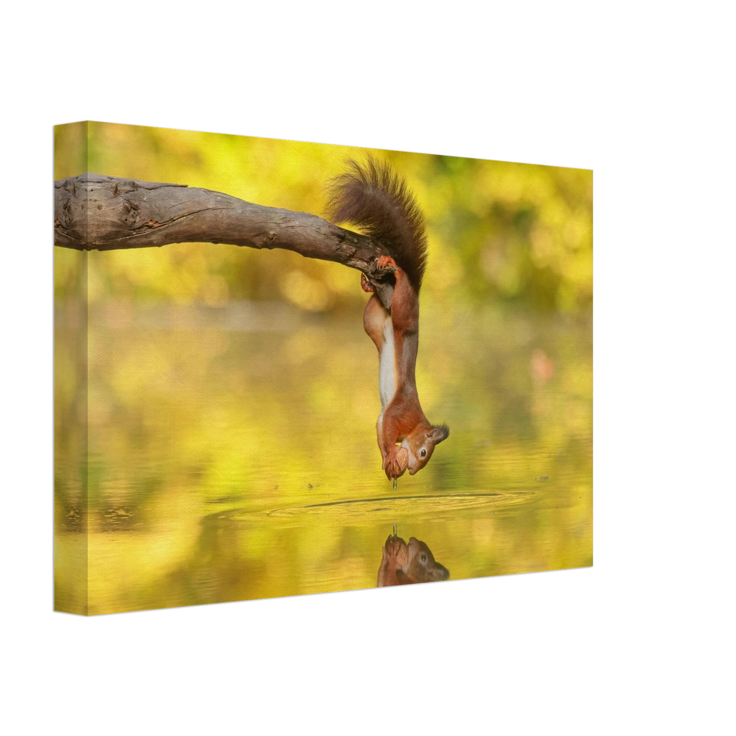 Wandbild akrobatik eichhoernchen lebendiges wildtier kunstwerk fuer ihr zuhause