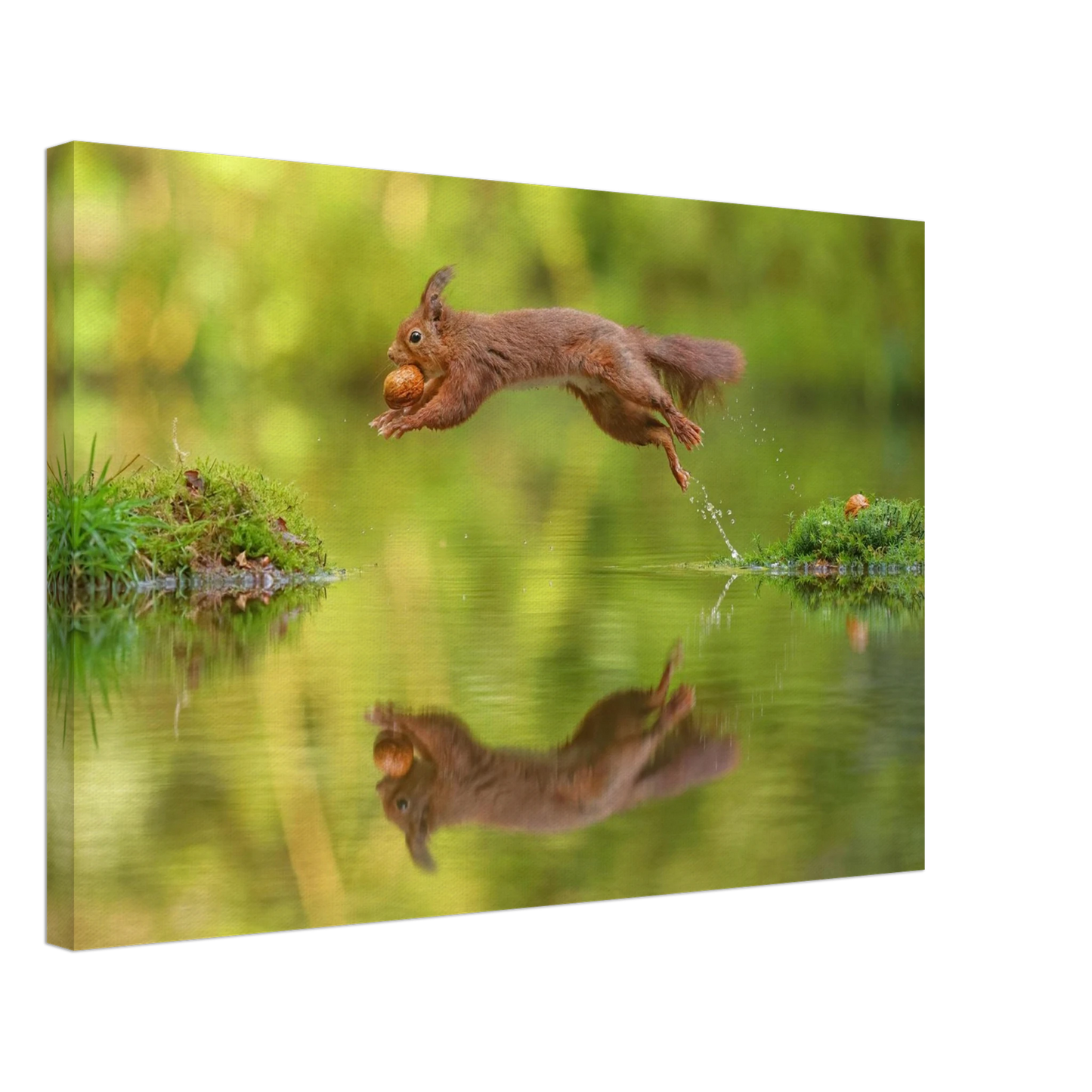 Wandbild eichhoernchen dynamisches wildtier poster mit lebendigen gruentoenen erhaeltlich in verschiedenen groessen