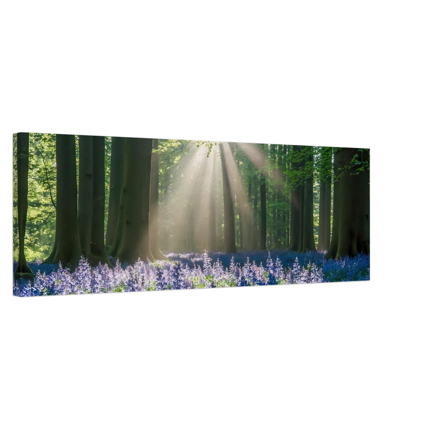 Wandbild bezaubernder wald mit sonnenstrahlen und lila bluetenmeer dein stueck natur