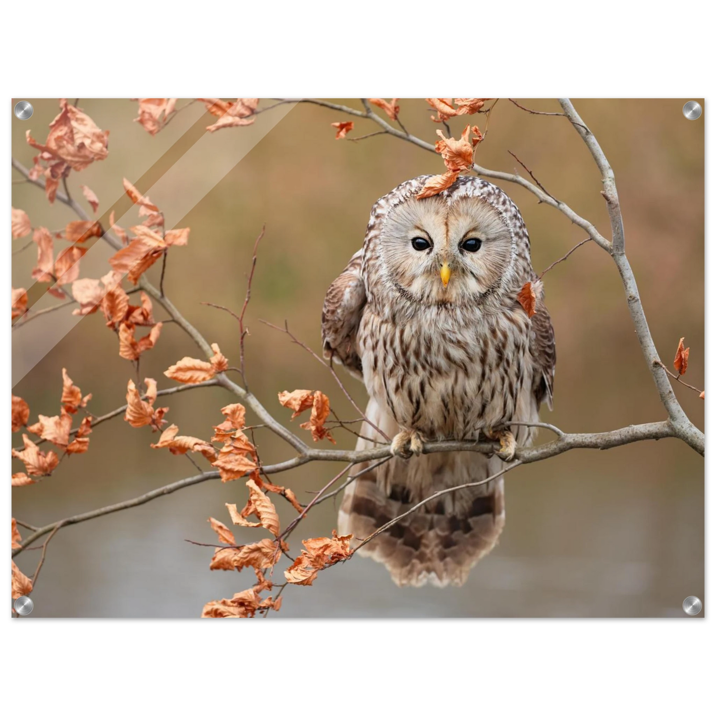 Wandbild majestaetische eule im herbstlaub einblick in die wildnis in verschiedenen groessen