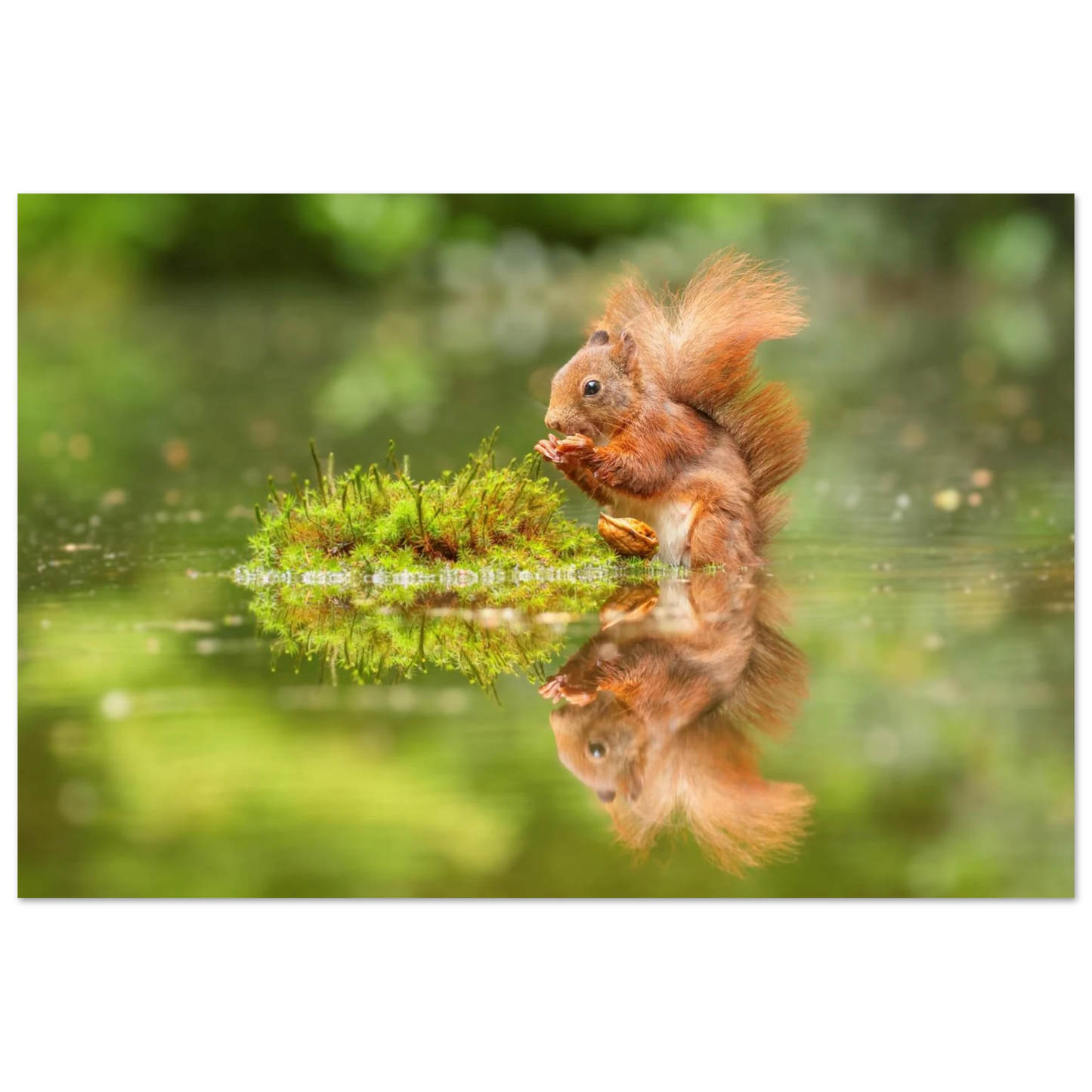Wandbild bezauberndes eichhoernchen mit nuss ein spiegelbild der natur