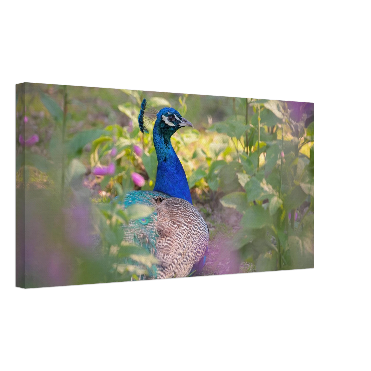 Wandbild majestaetischer pfau lebendige farbenpracht fuer ihre wand in vielen groessen erhaeltlich