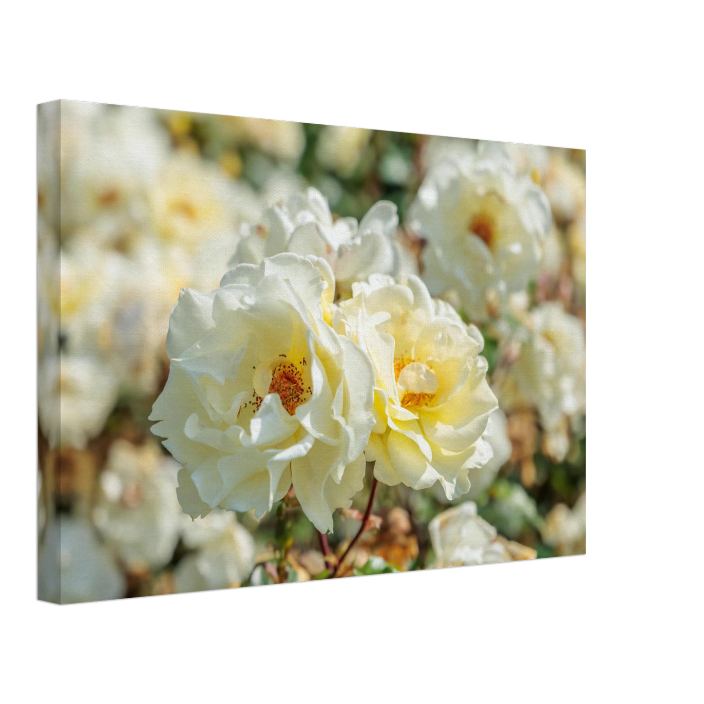 Wandbild creme weisse rosen zeitlose blumen eleganz fuer ihre wand in vielen groessen verfuegbar