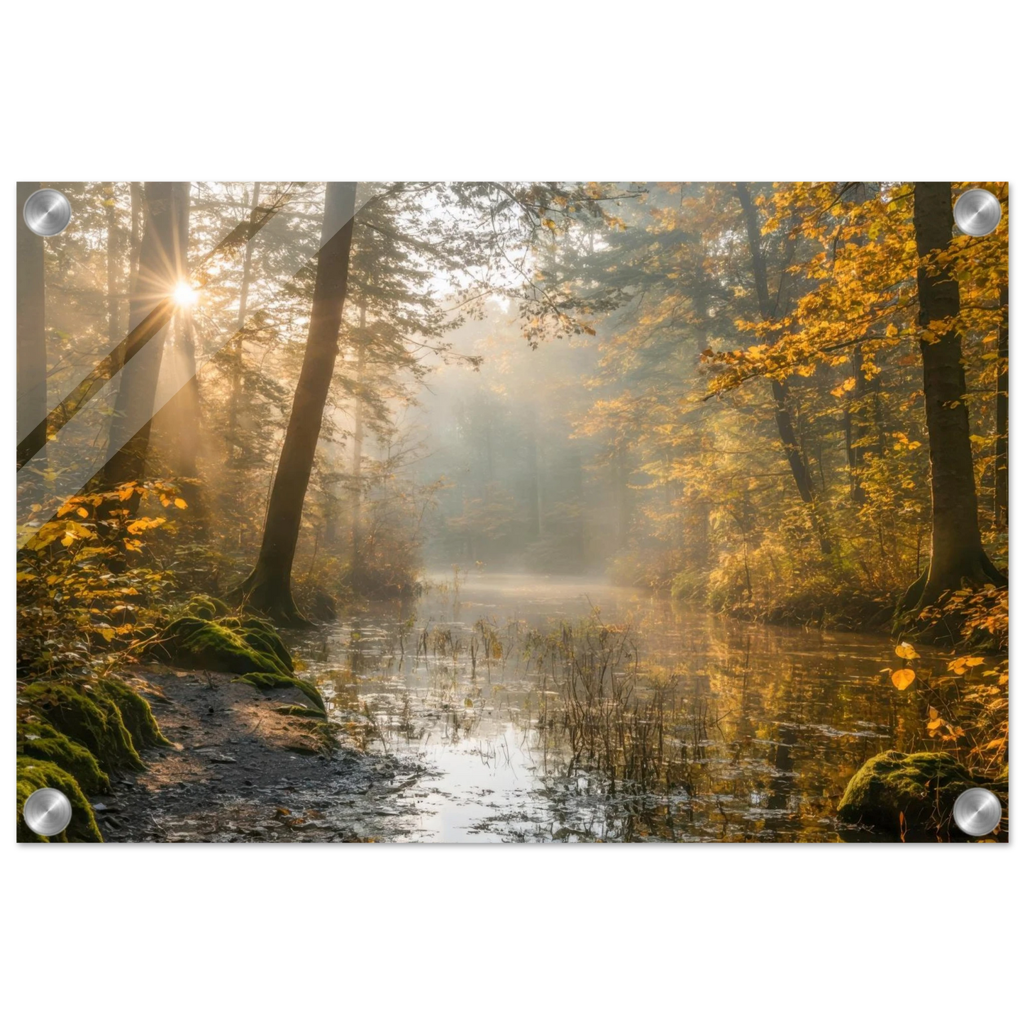 Wandbild Herbstwald morgenlicht wandbild goldenes ambiente in deiner wunschgroesse