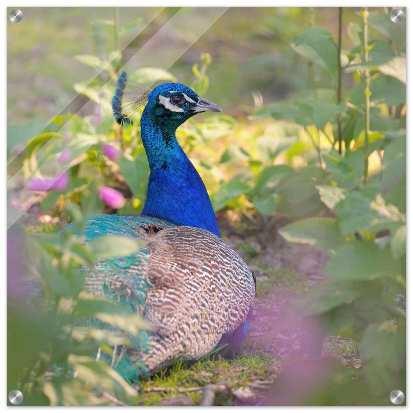 Wandbild majestaetischer pfau lebendige farbenpracht fuer ihre wand in vielen groessen erhaeltlich