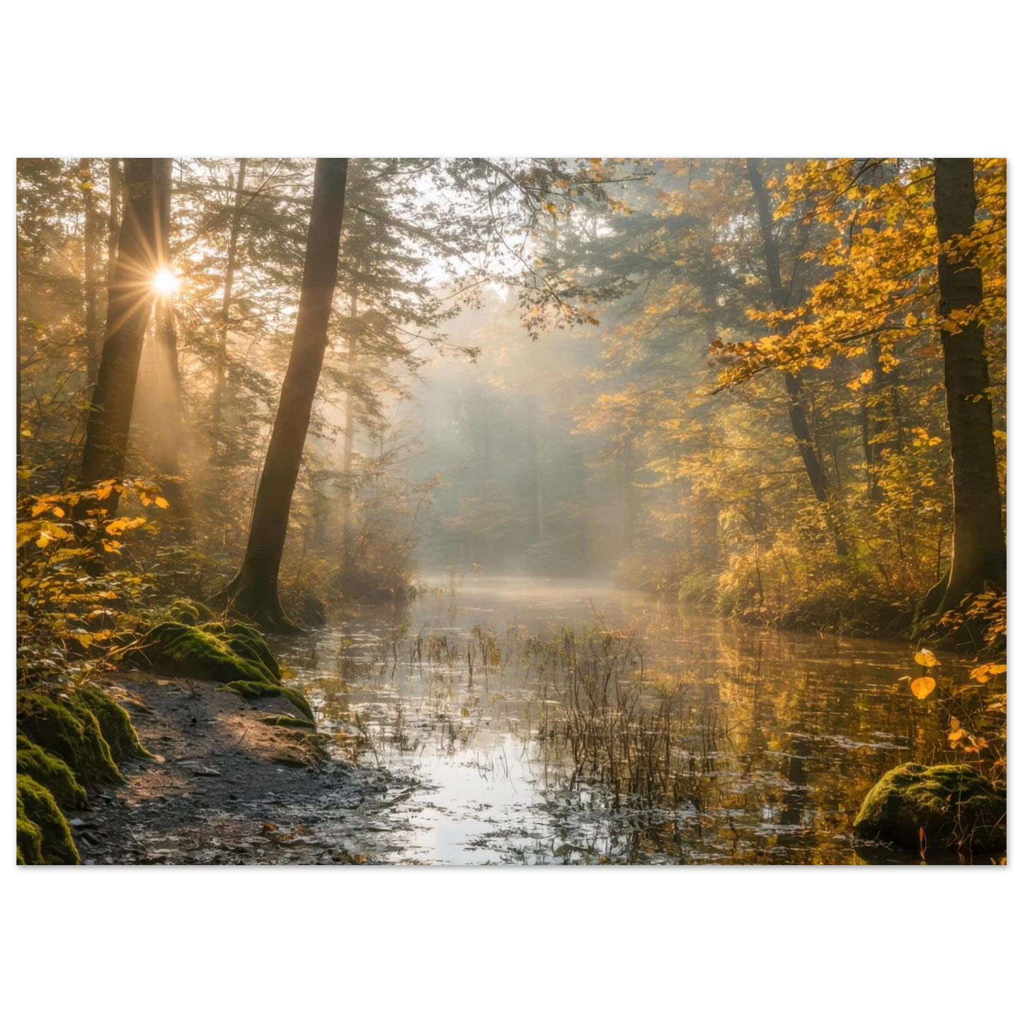 Wandbild Herbstwald morgenlicht wandbild goldenes ambiente in deiner wunschgroesse