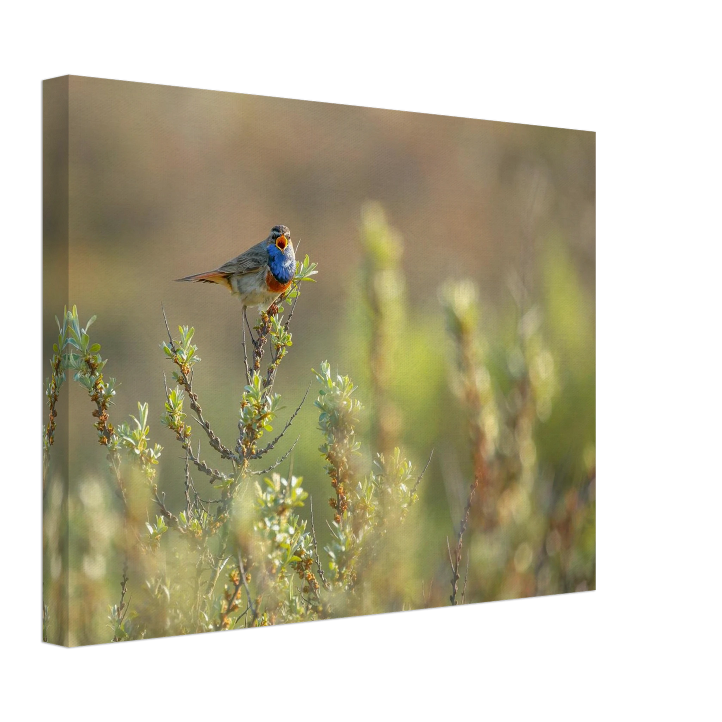 Wandbild blaukehlchen ein meisterwerk der natur auf leinwand in verschiedenen groessen erhaeltlich