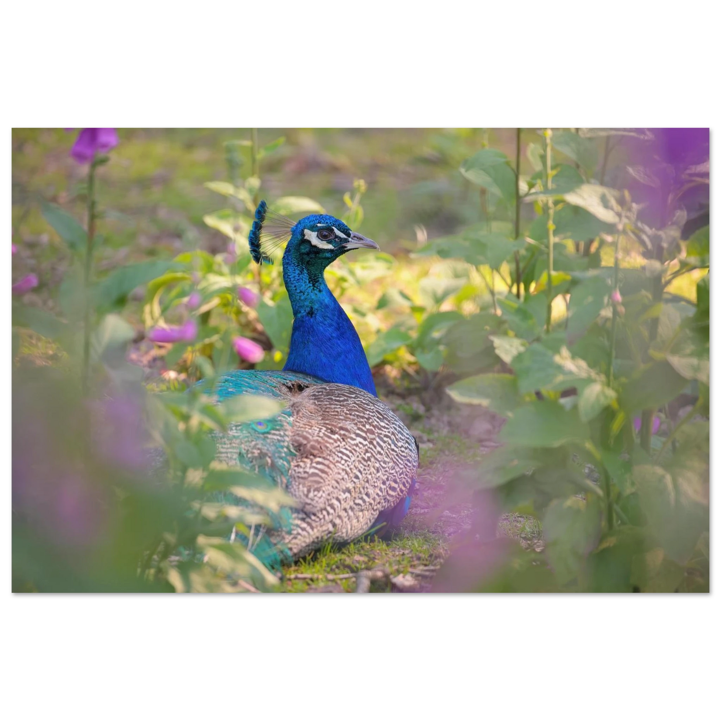 Wandbild majestaetischer pfau lebendige farbenpracht fuer ihre wand in vielen groessen erhaeltlich