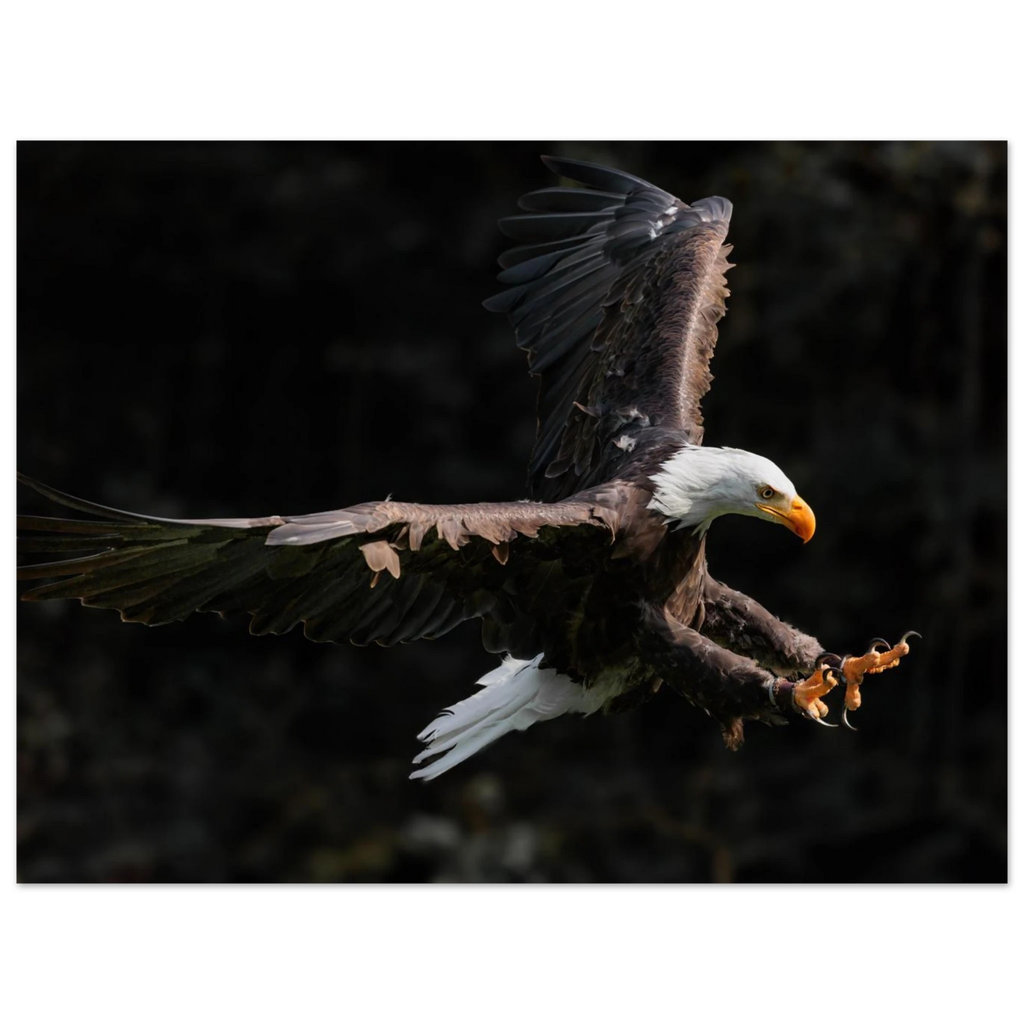 Wandbild majestaetischer weisskopfseeadler im flug freiheit staerke in ihrer wunschgroesse