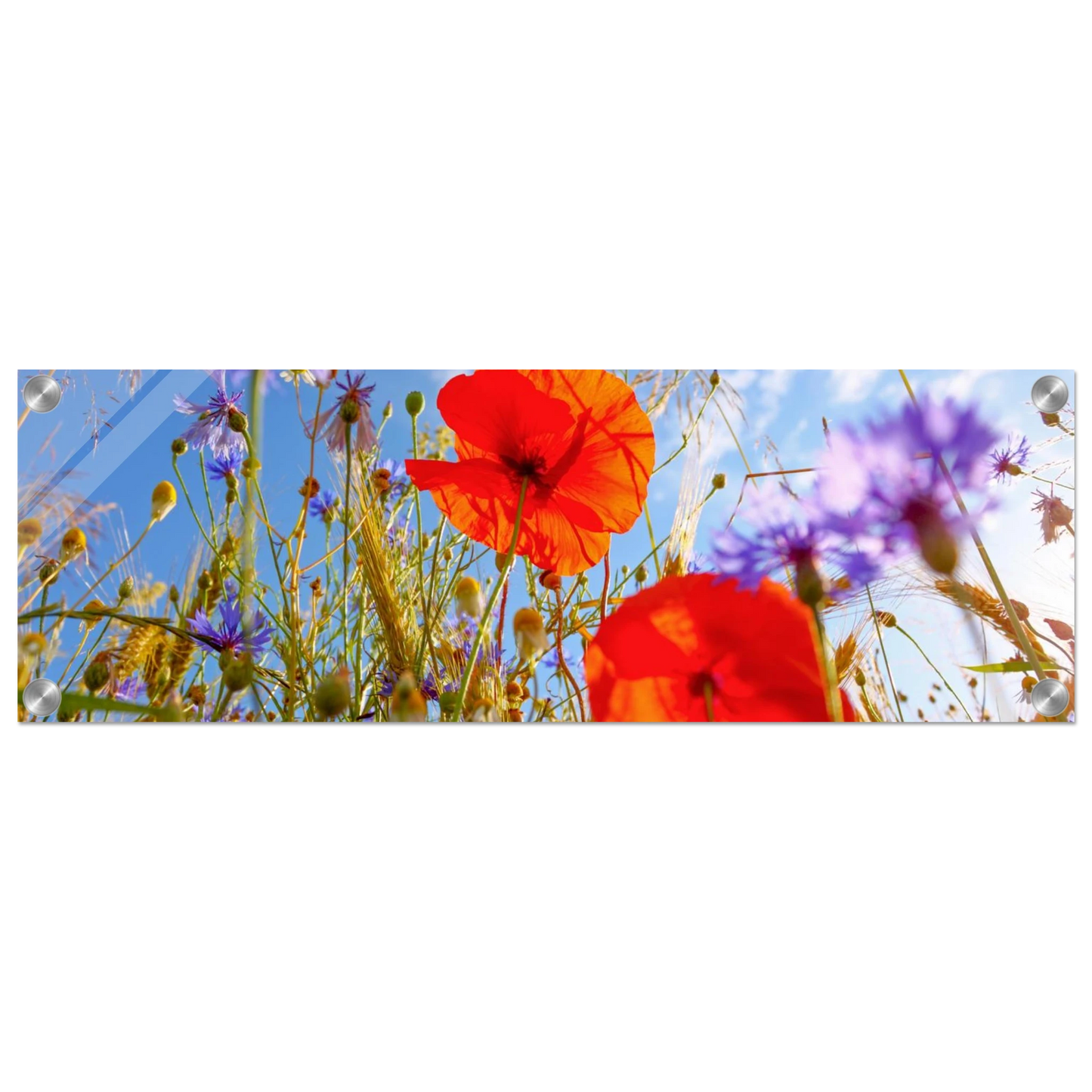 Wandbild lebendige wildblumenwiese mohnblumen kornblumen unter blauem himmel