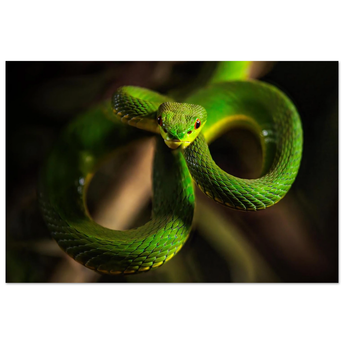 Wandbild der gruene baumviper ein hypnotischer blick in verschiedenen groessen