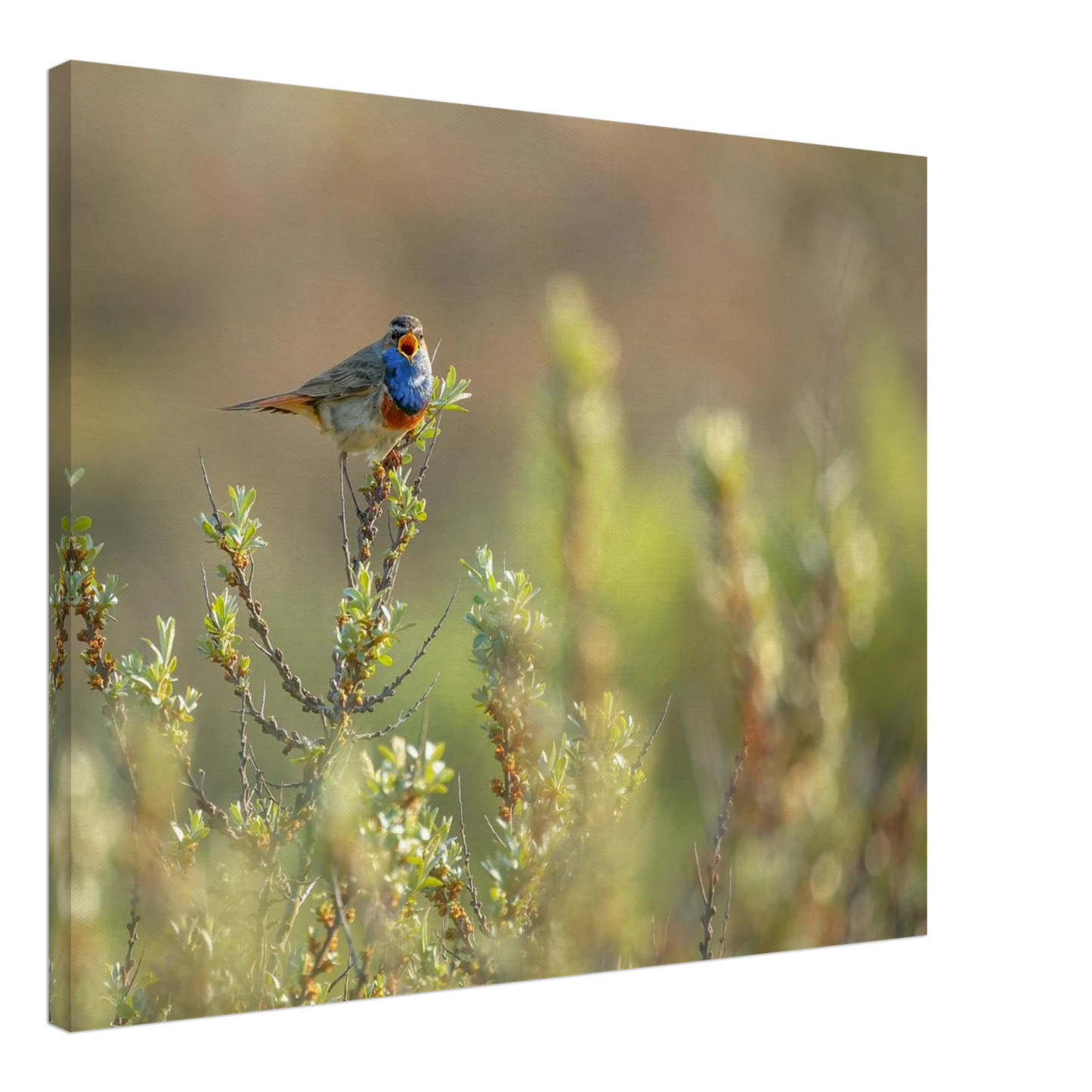 Wandbild blaukehlchen ein meisterwerk der natur auf leinwand in verschiedenen groessen erhaeltlich