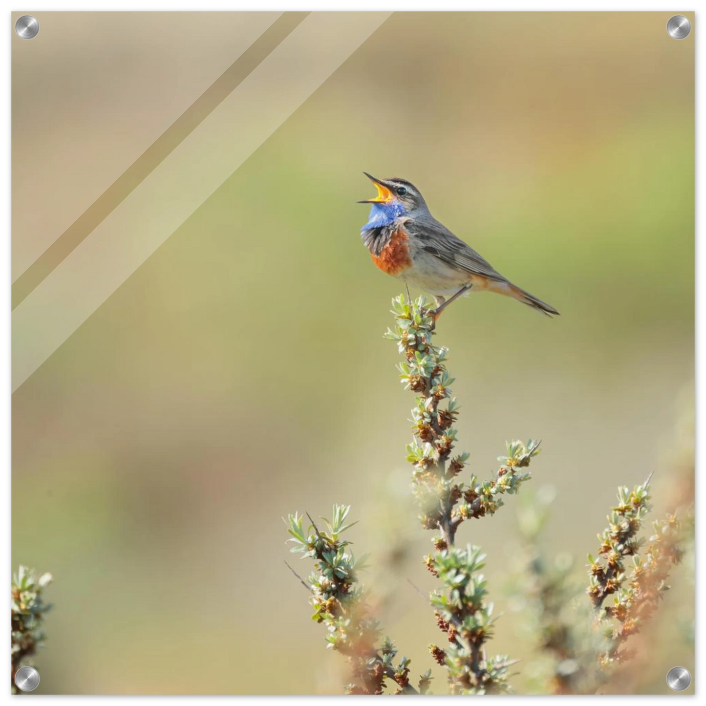 Wandbild der ruf der wildnis ein lebhaftes vogelportraet