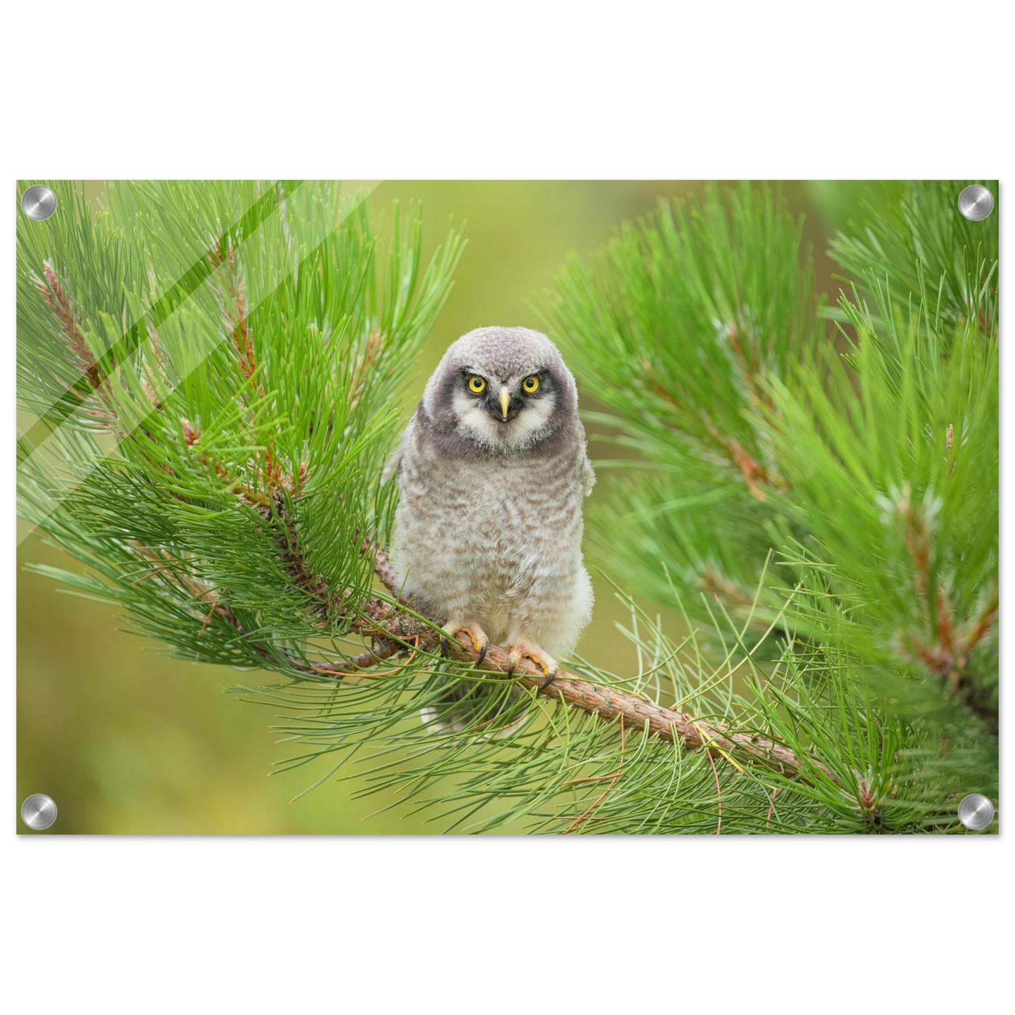 Wandbild bezaubernde eule auf kiefernzweig ruhiges naturmotiv fuer ihr zuhause