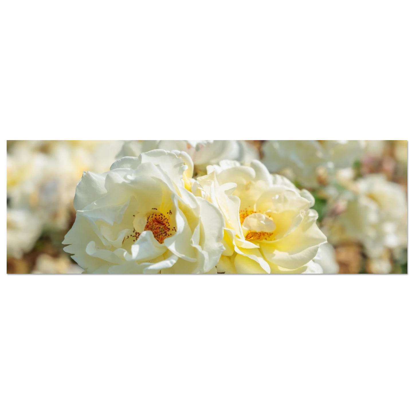 Wandbild creme weisse rosen zeitlose blumen eleganz fuer ihre wand in vielen groessen verfuegbar