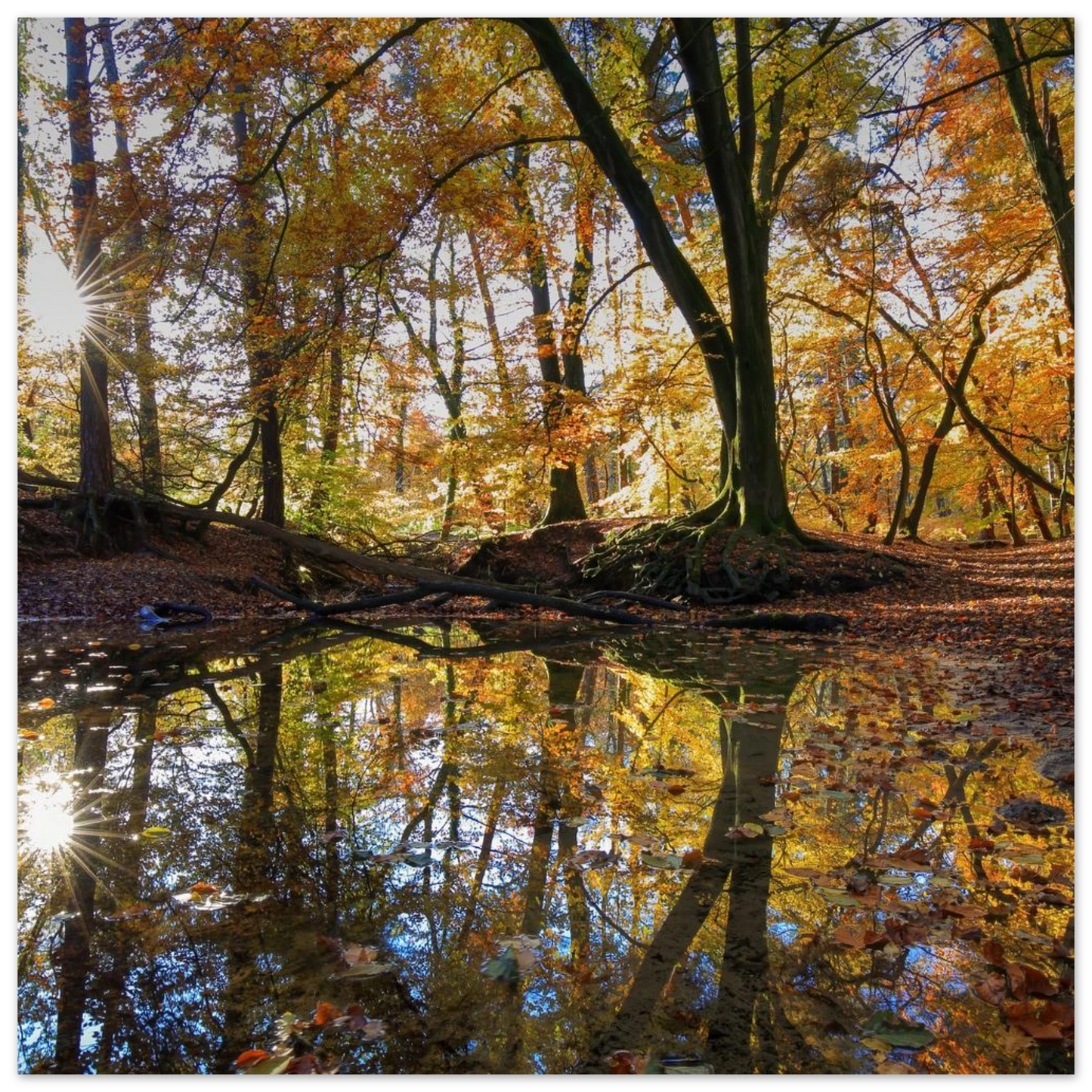 Wandbild goldener herbstwald stimmungsvolle spiegelung der natur in ihrer wunschgroesse