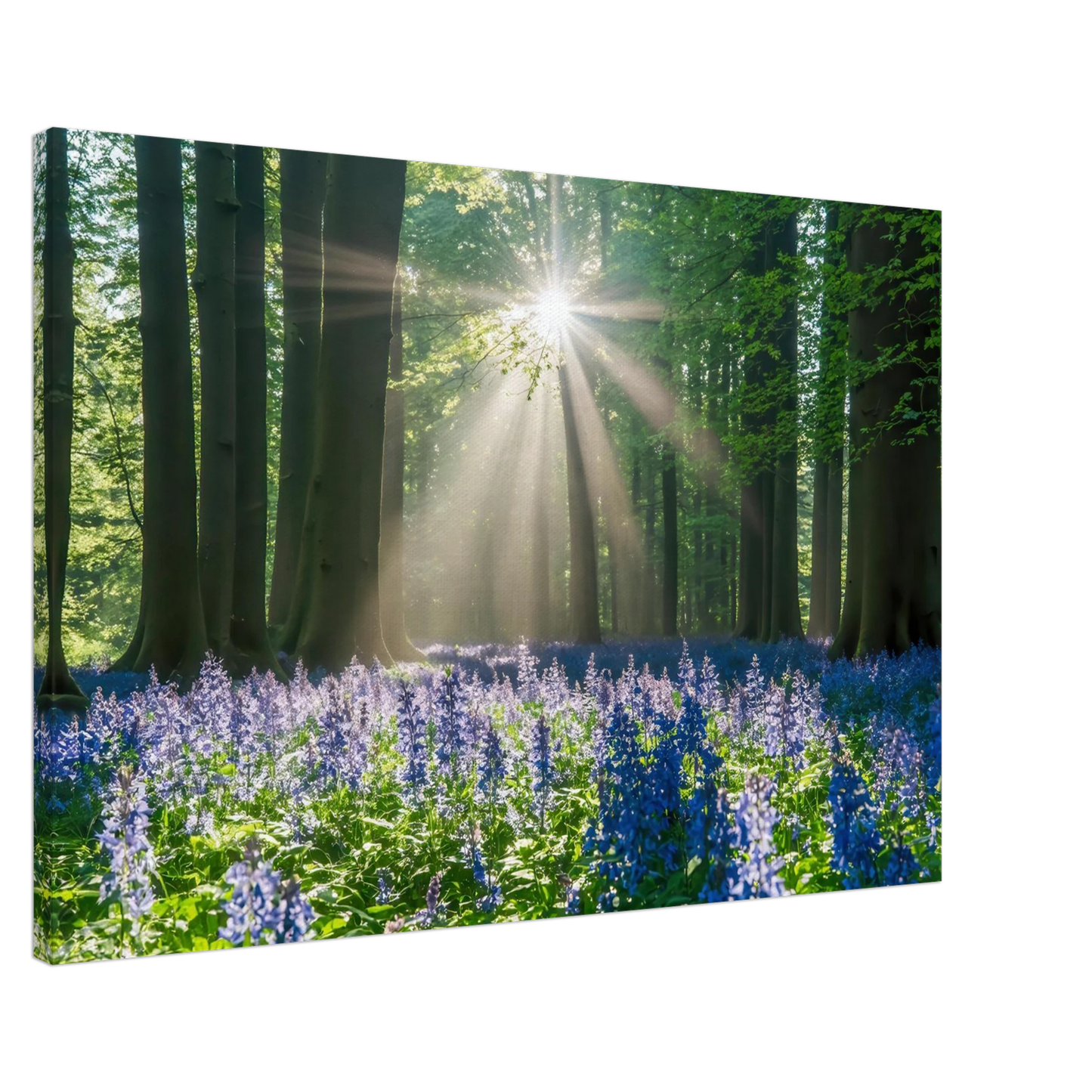 Wandbild bezaubernder wald mit sonnenstrahlen und lila bluetenmeer dein stueck natur