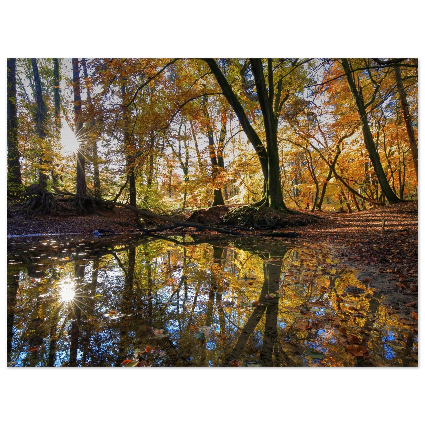 Wandbild goldener herbstwald stimmungsvolle spiegelung der natur in ihrer wunschgroesse
