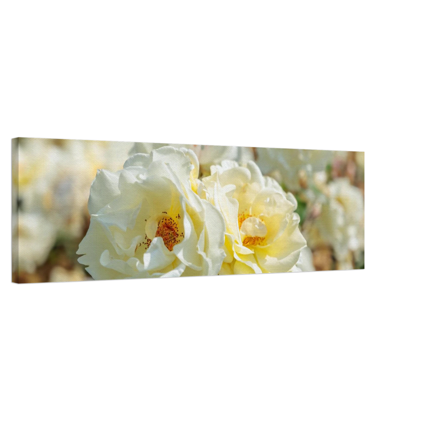 Wandbild creme weisse rosen zeitlose blumen eleganz fuer ihre wand in vielen groessen verfuegbar