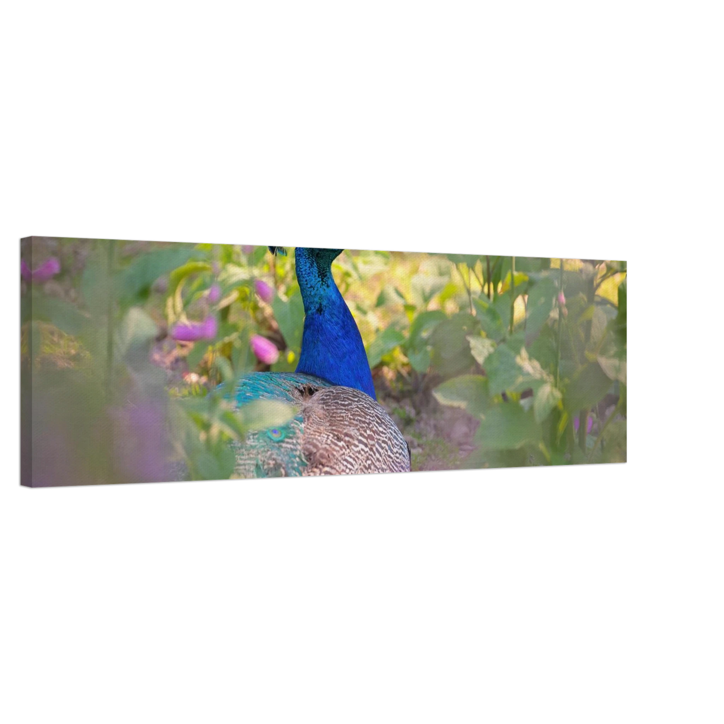 Wandbild majestaetischer pfau lebendige farbenpracht fuer ihre wand in vielen groessen erhaeltlich
