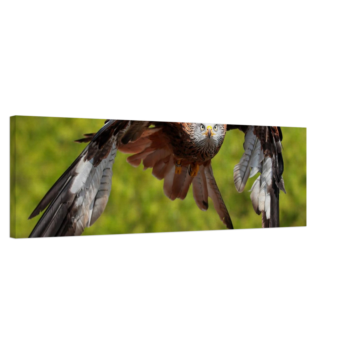 Wandbild majestaetischer rotmilan im flug atemberaubende tierfotografie fuer ihr zuhause erhaeltlich in zahlreichen groessen
