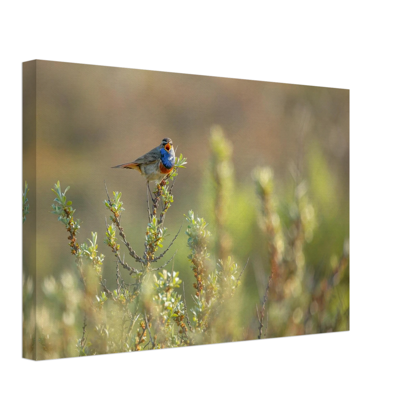 Wandbild blaukehlchen ein meisterwerk der natur auf leinwand in verschiedenen groessen erhaeltlich