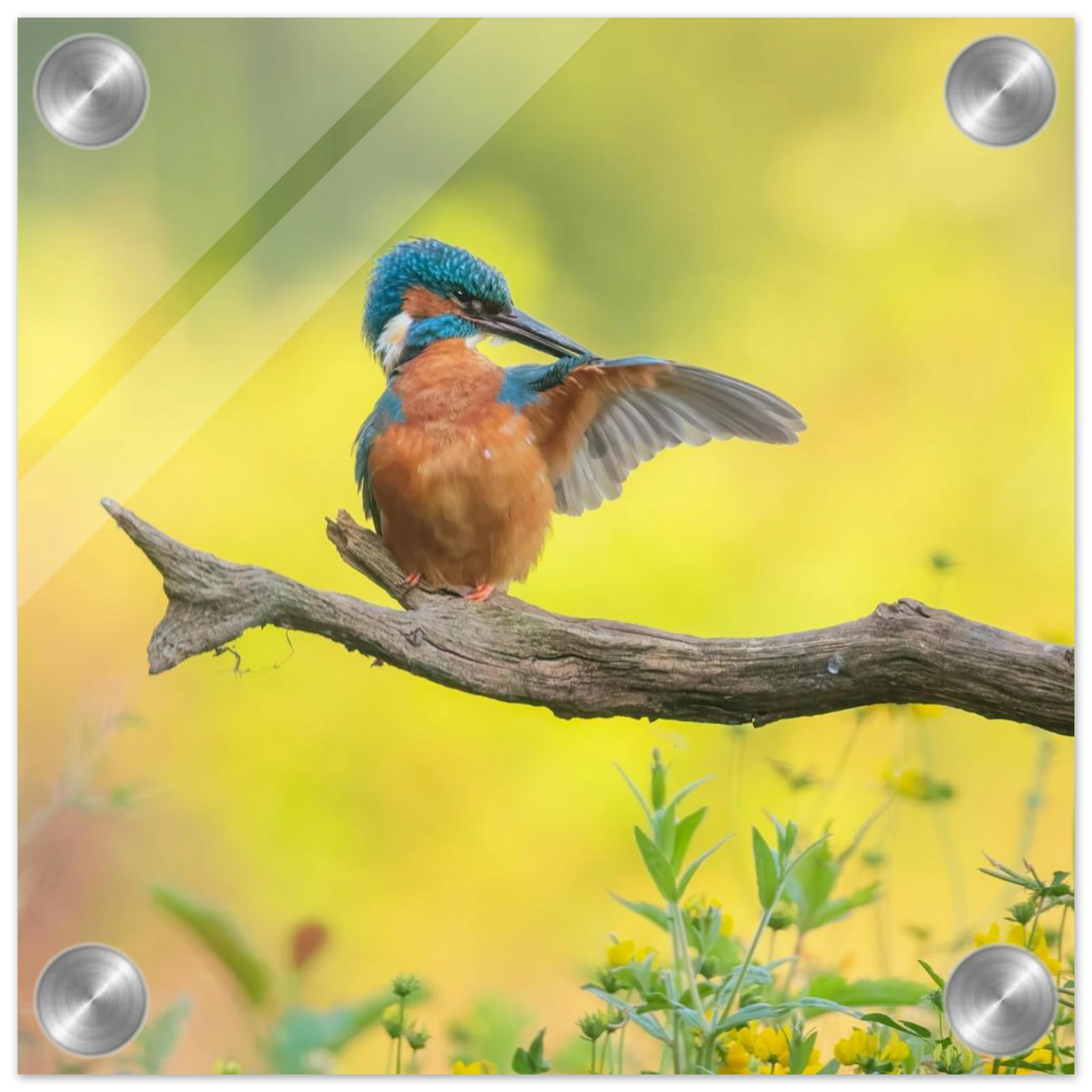 Wandbild eisvogel lebendige naturkunst fuer ihr zuhause