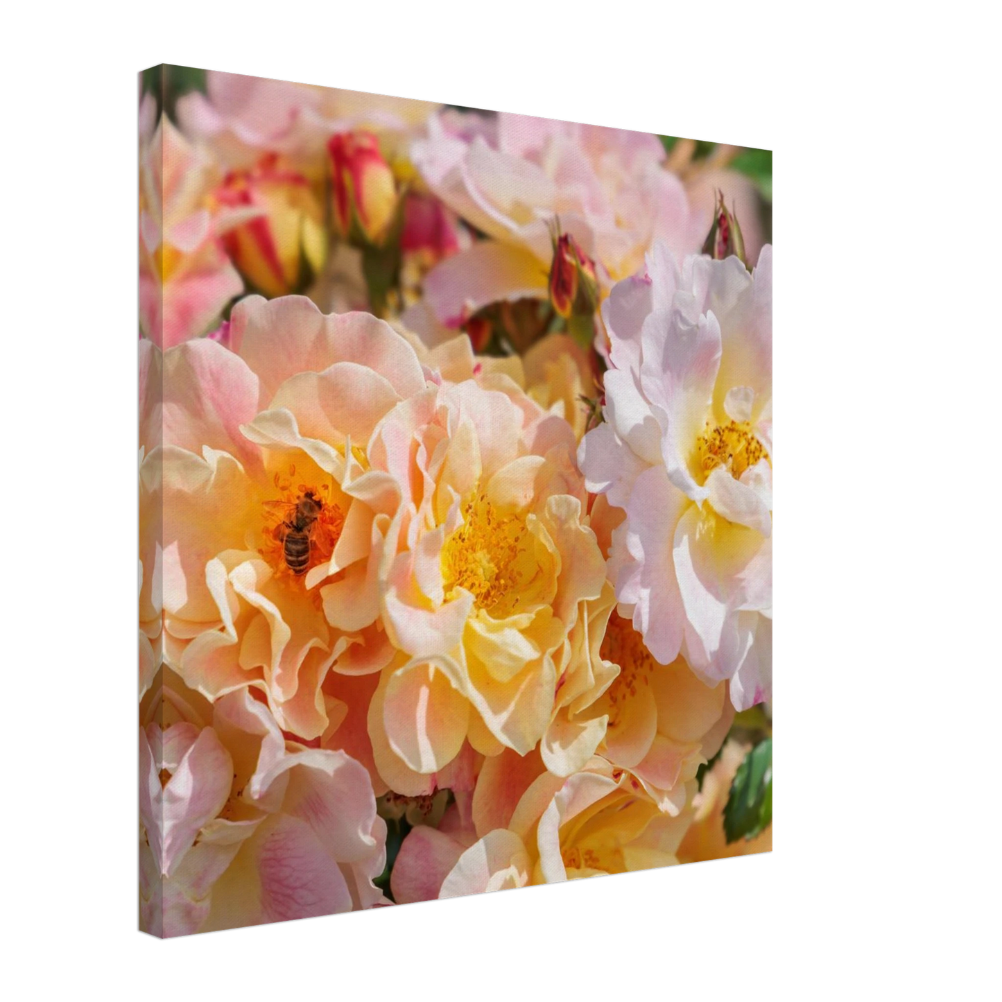 Wandbild bluehende gartenrosen eine honigbienen ode in pastell perfektion in vielen groessen verfuegbar