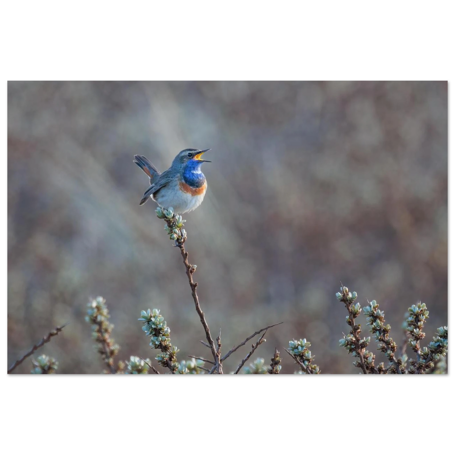 Wandbild blaukohlkehlchen im gesang naturkunst in lebendigen farben in ihrer wunschgroesse