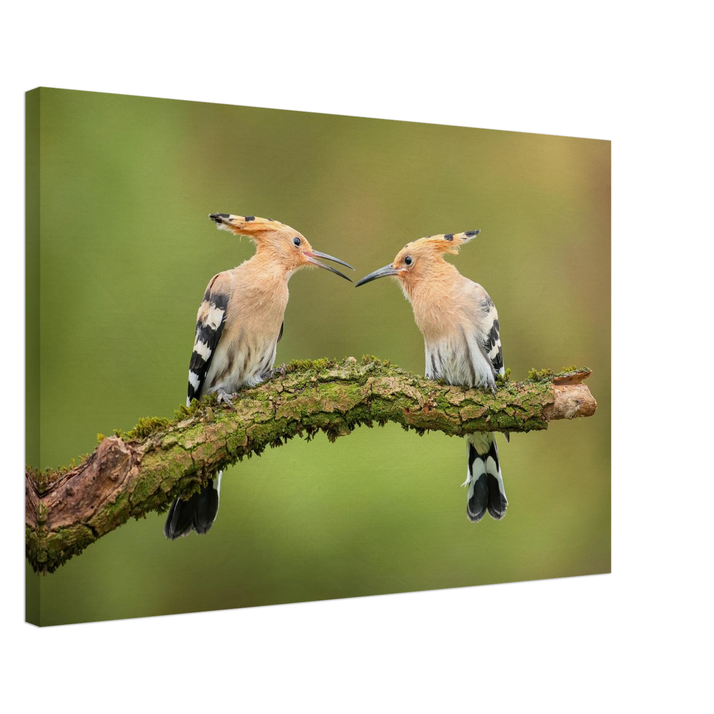 Wandbild bezaubernde wiedehopfe ein duo auf moosast in ihrer wunschgroesse