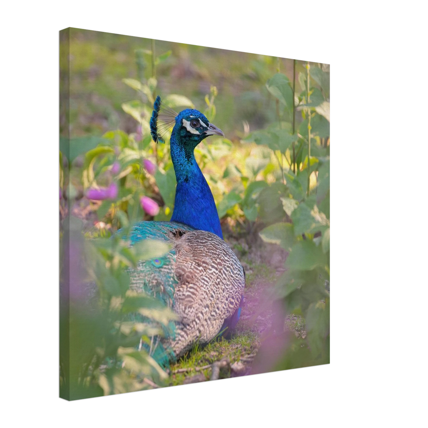 Wandbild majestaetischer pfau lebendige farbenpracht fuer ihre wand in vielen groessen erhaeltlich