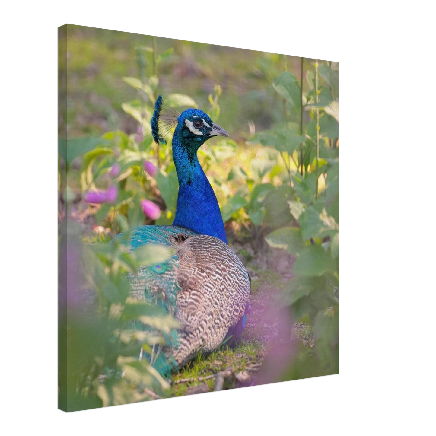 Wandbild majestaetischer pfau lebendige farbenpracht fuer ihre wand in vielen groessen erhaeltlich