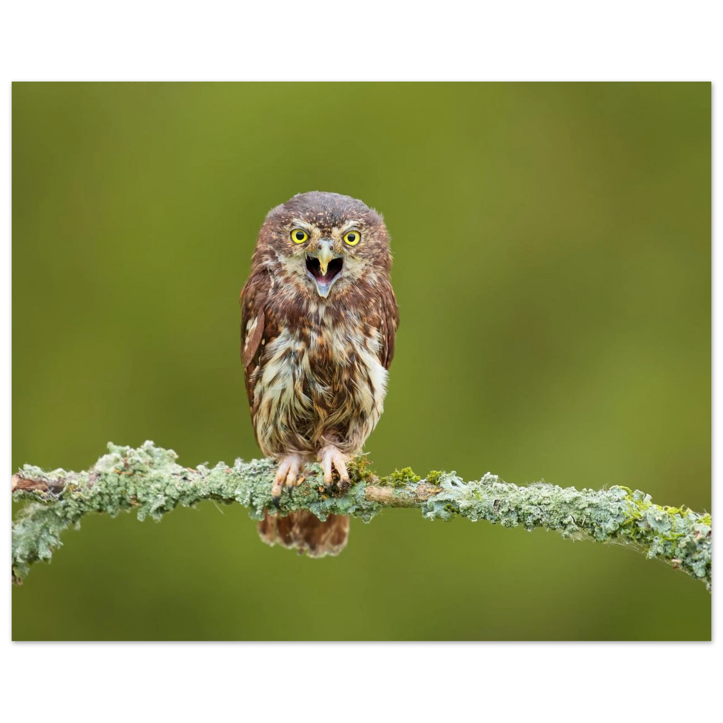 Wandbild rufer der wildnis faszinierendes eulen portraet mit leuchtenden augen fuer ihr zuhause