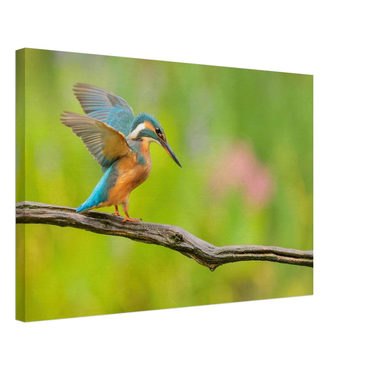 Wandbild eisvogel leuchtende federpracht auf natuerlichem ast in ihrer wunschgroesse
