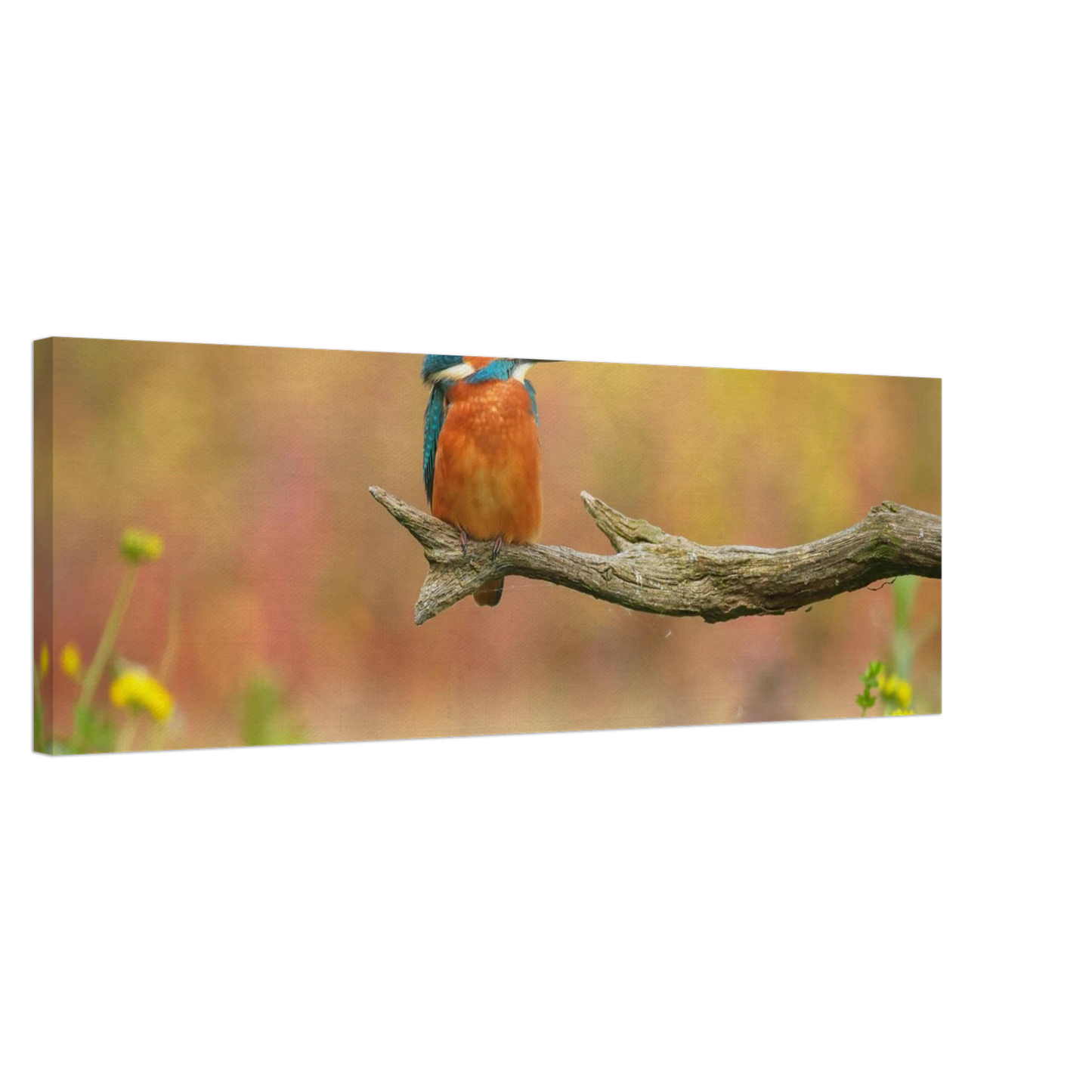 Wandbild eisvogel lebendige naturkunst fuer ihr zuhause in ihrer wunschgroesse