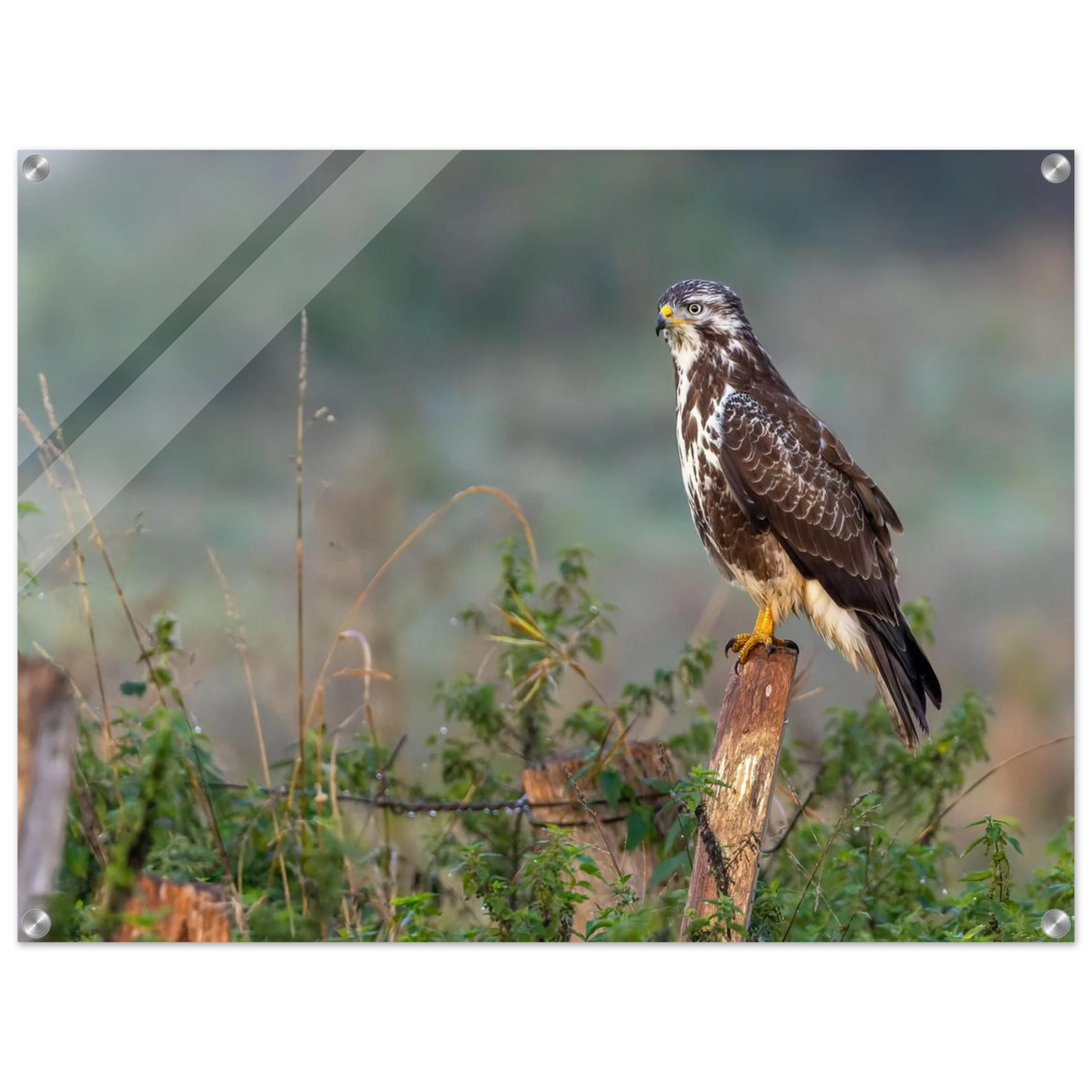 Wandbild majestaetischer bussard einblick in die wildnis auf hochglanz leinwand