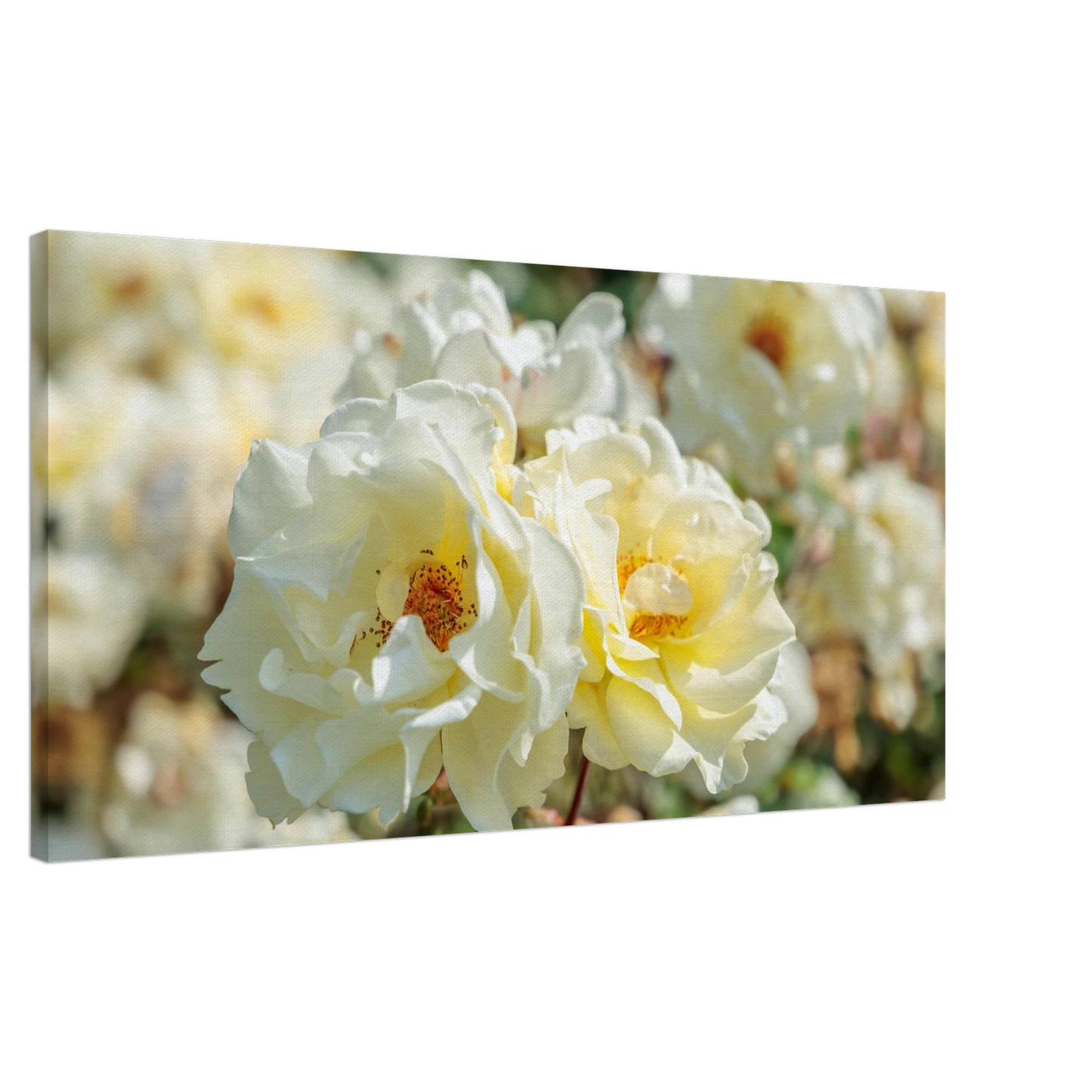Wandbild creme weisse rosen zeitlose blumen eleganz fuer ihre wand in vielen groessen verfuegbar
