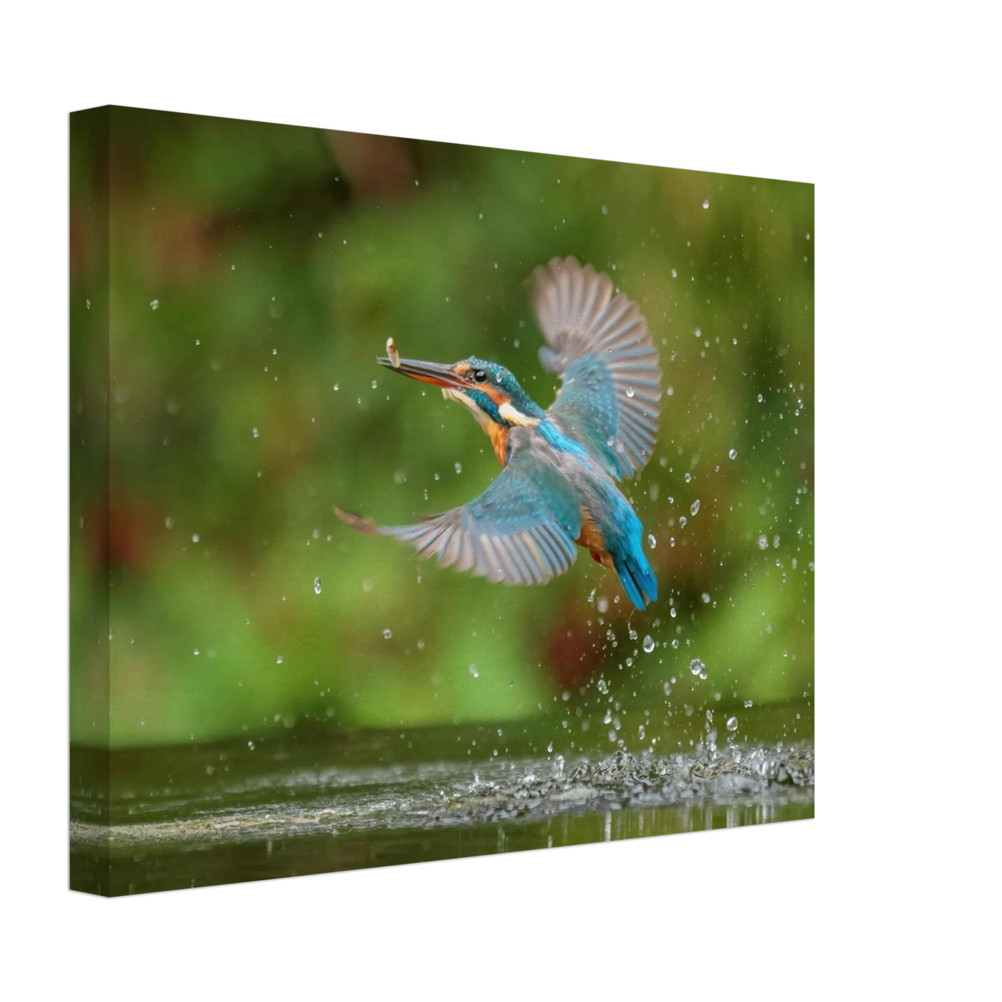 Wandbild eisvogel lebendige tierfotografie mit lebhaften blautoenen