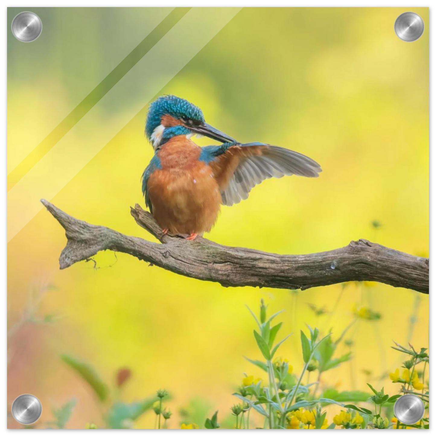 Wandbild eisvogel lebendige naturkunst fuer ihr zuhause