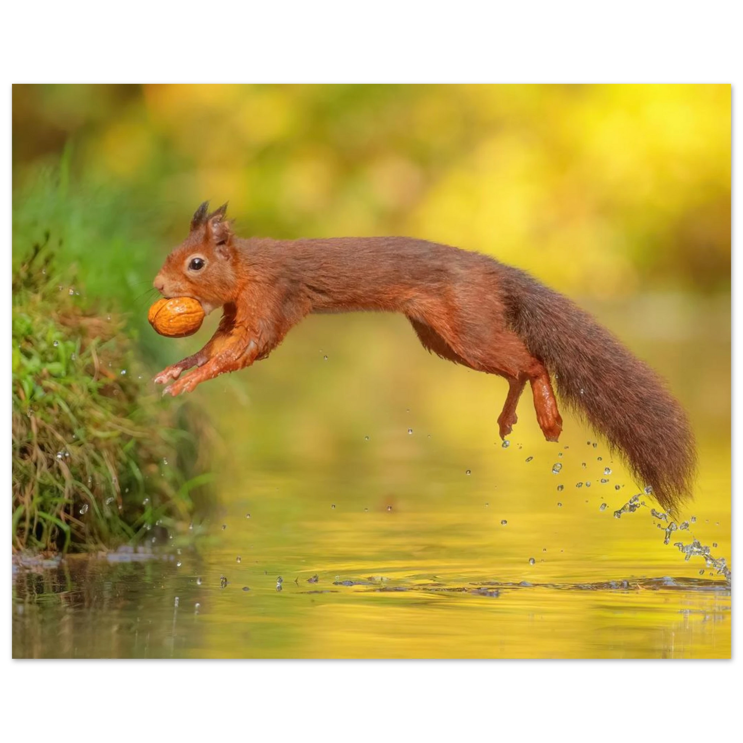 Wandbild eichhoernchen mit nuss dynamische tierkunst in leuchtenden herbstfarben