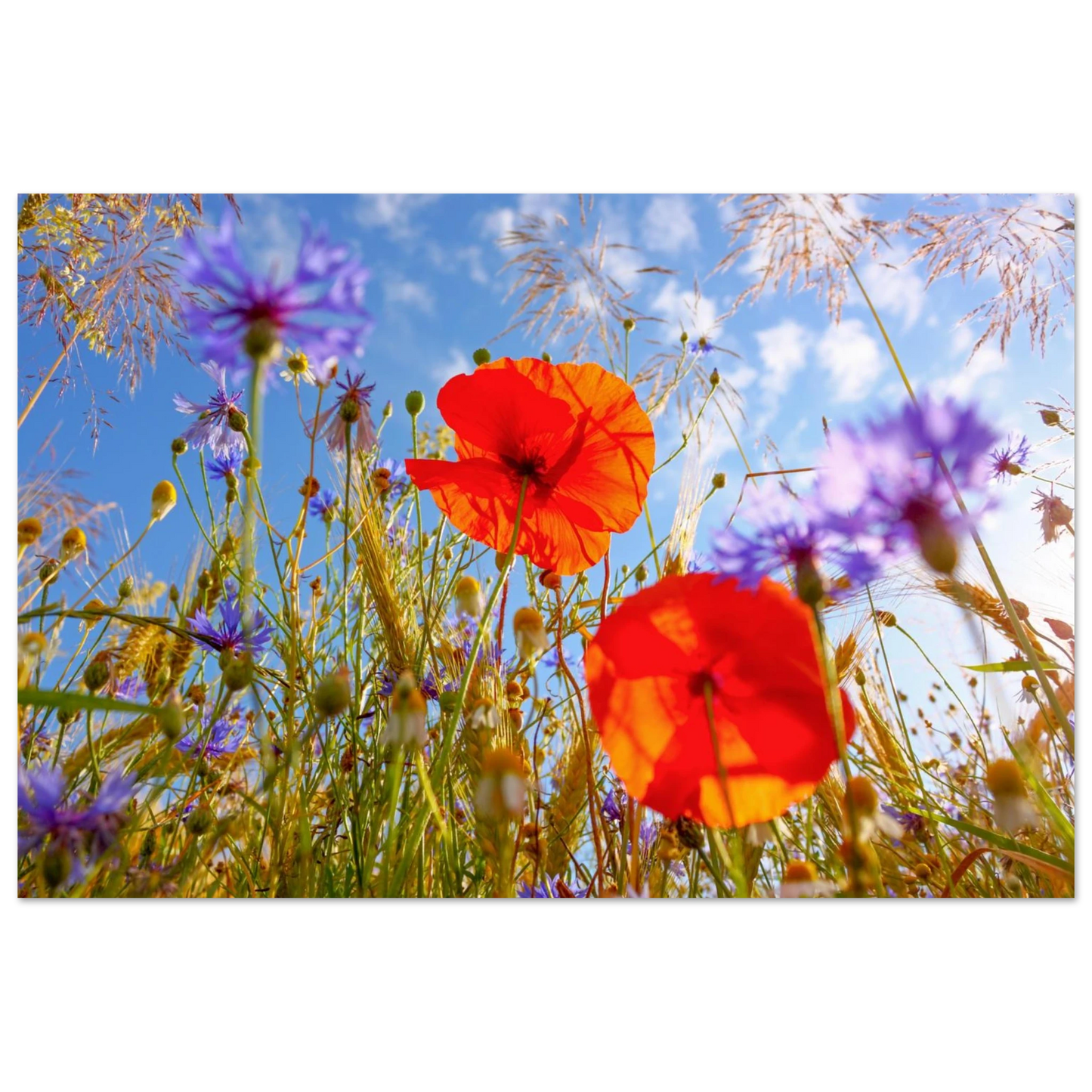 Wandbild lebendige wildblumenwiese mohnblumen kornblumen unter blauem himmel