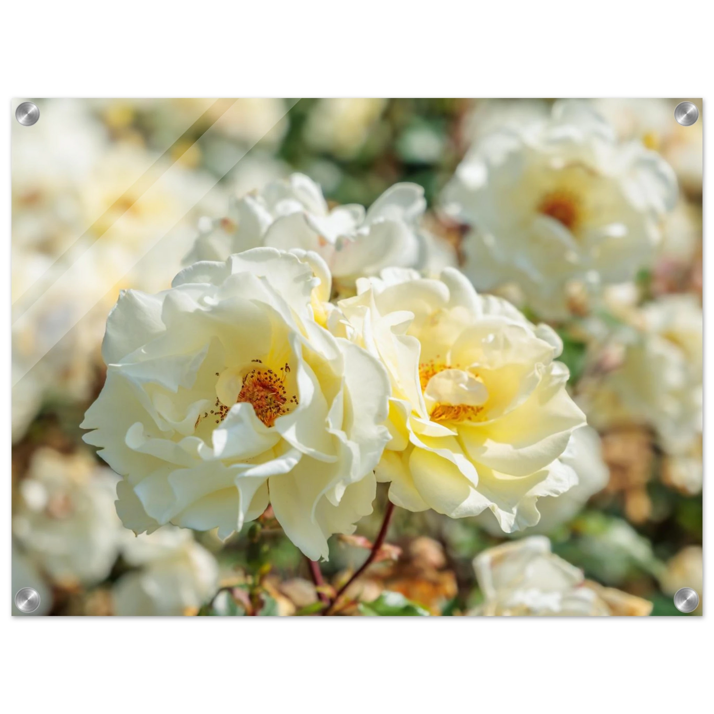 Wandbild creme weisse rosen zeitlose blumen eleganz fuer ihre wand in vielen groessen verfuegbar