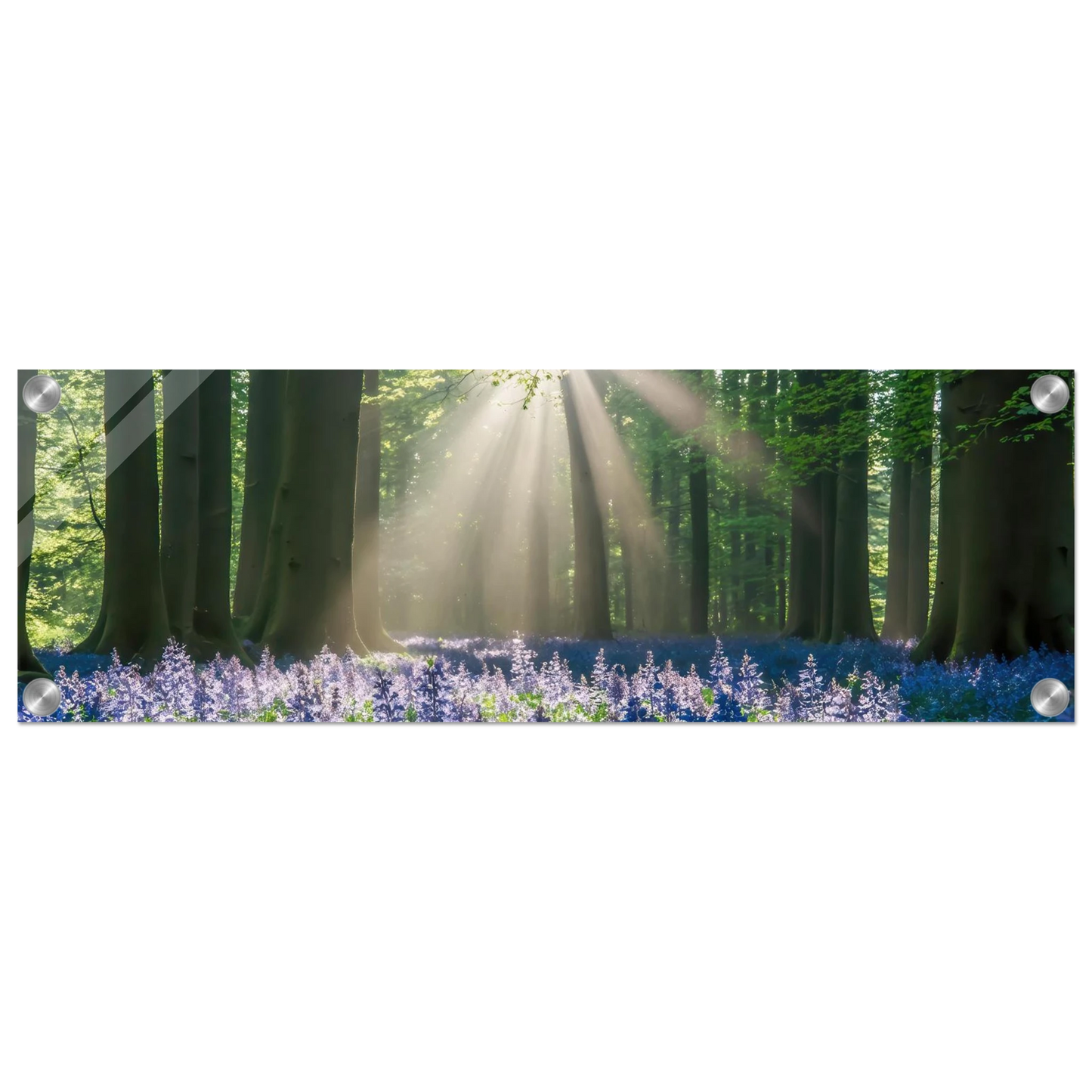 Wandbild bezaubernder wald mit sonnenstrahlen und lila bluetenmeer dein stueck natur