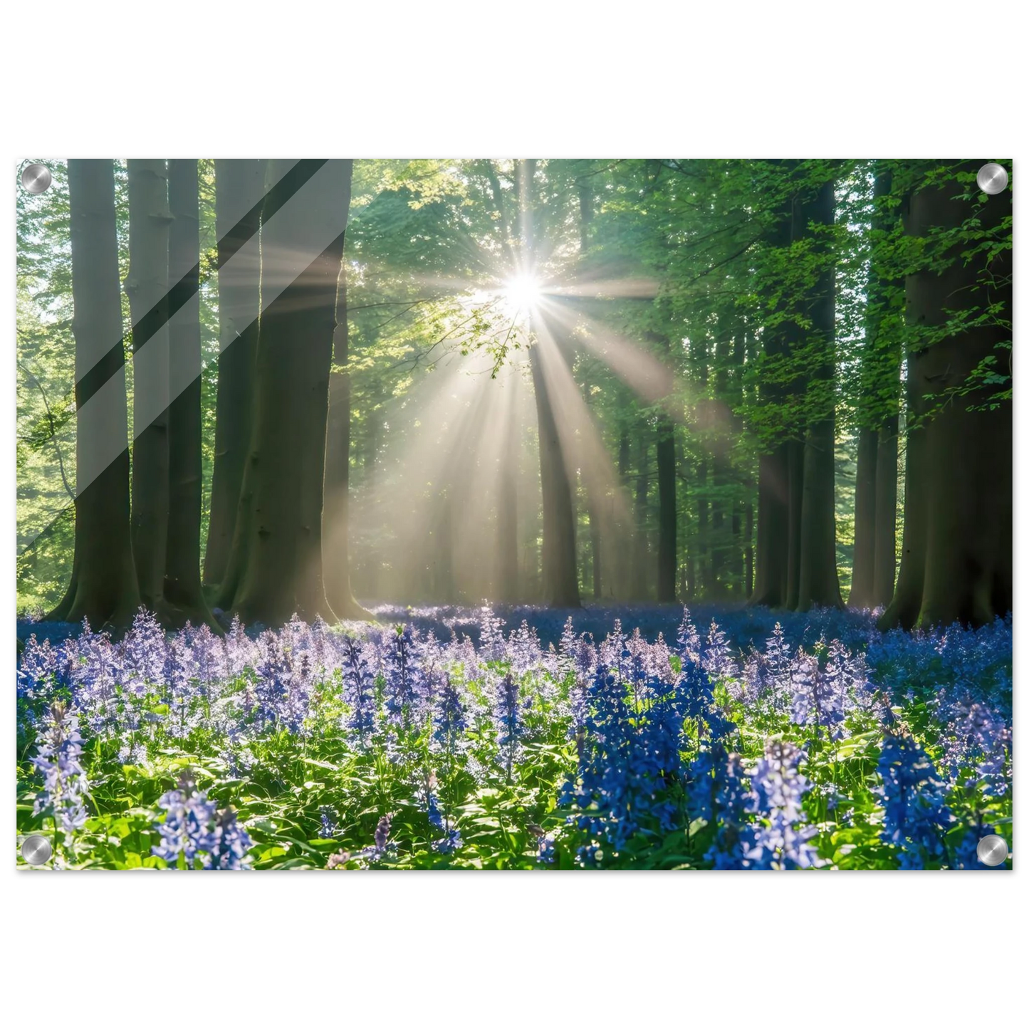 Wandbild bezaubernder wald mit sonnenstrahlen und lila bluetenmeer dein stueck natur