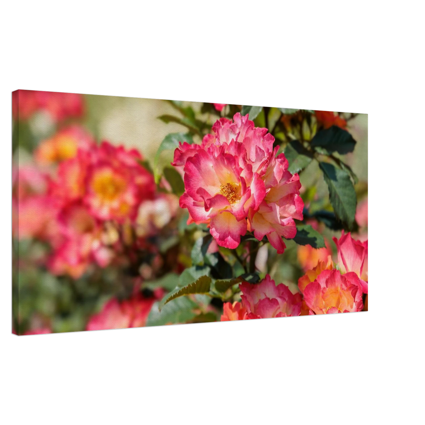 Wandbild himmlische rosenpracht lebendige farbexplosion in ihrem zuhause verfuegbar in vielen groessen