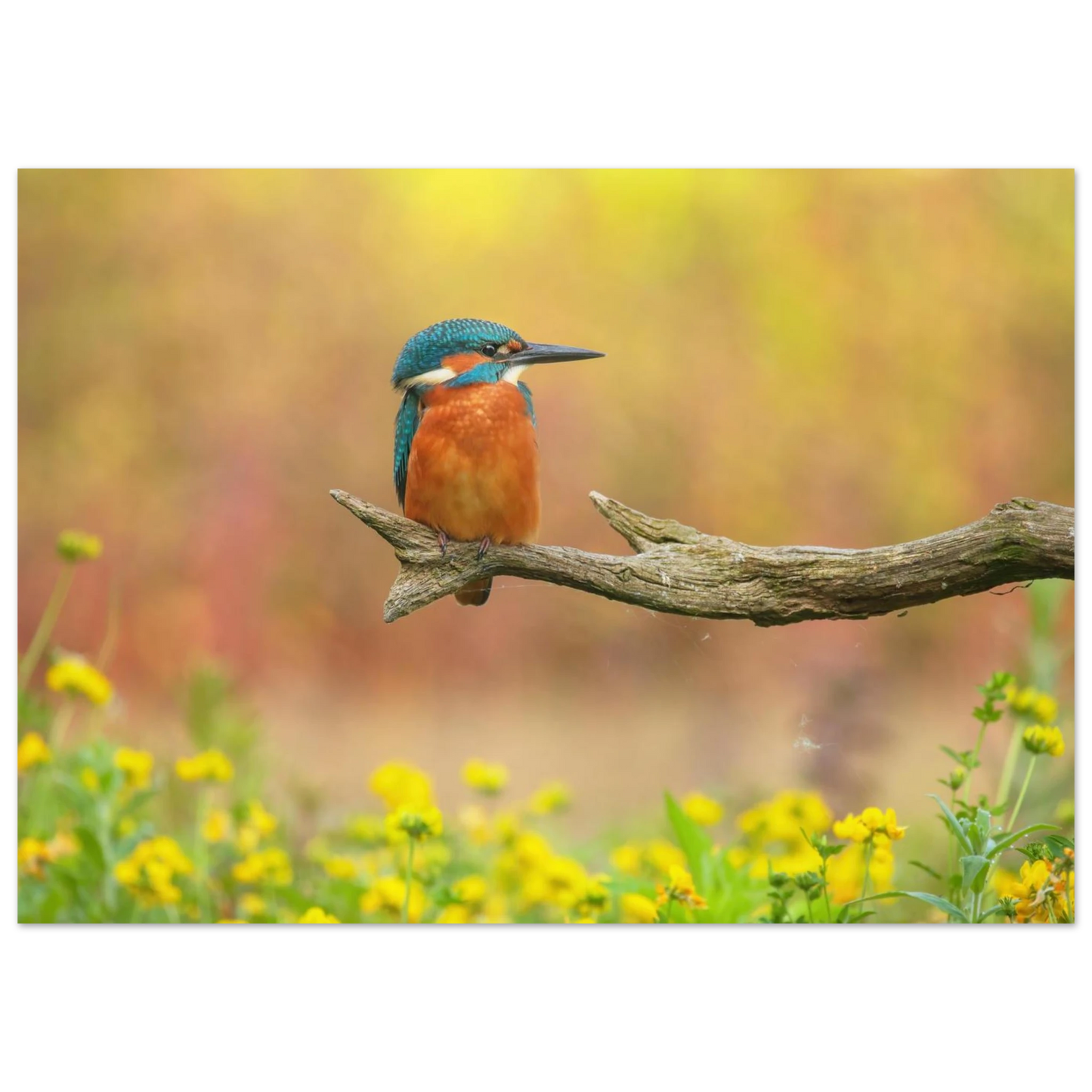 Wandbild eisvogel lebendige naturkunst fuer ihr zuhause in ihrer wunschgroesse