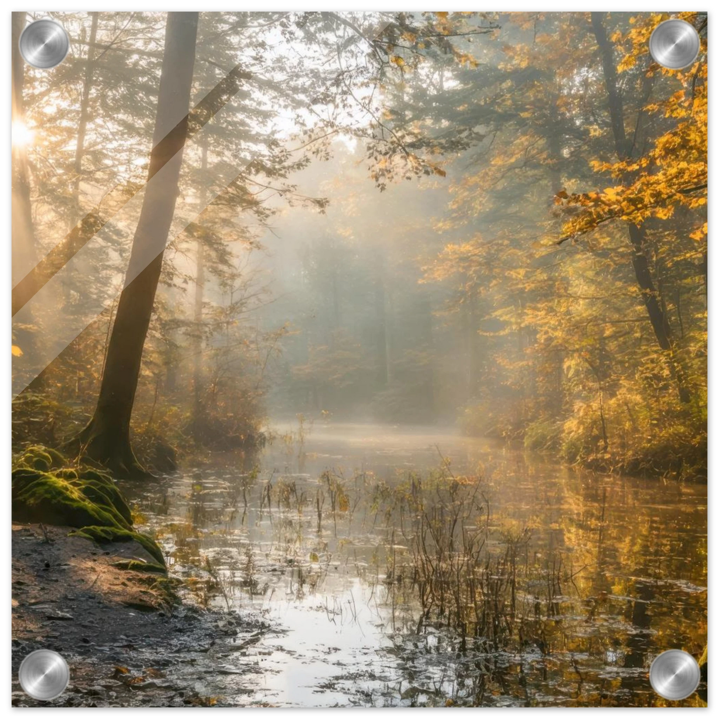 Wandbild Herbstwald morgenlicht wandbild goldenes ambiente in deiner wunschgroesse