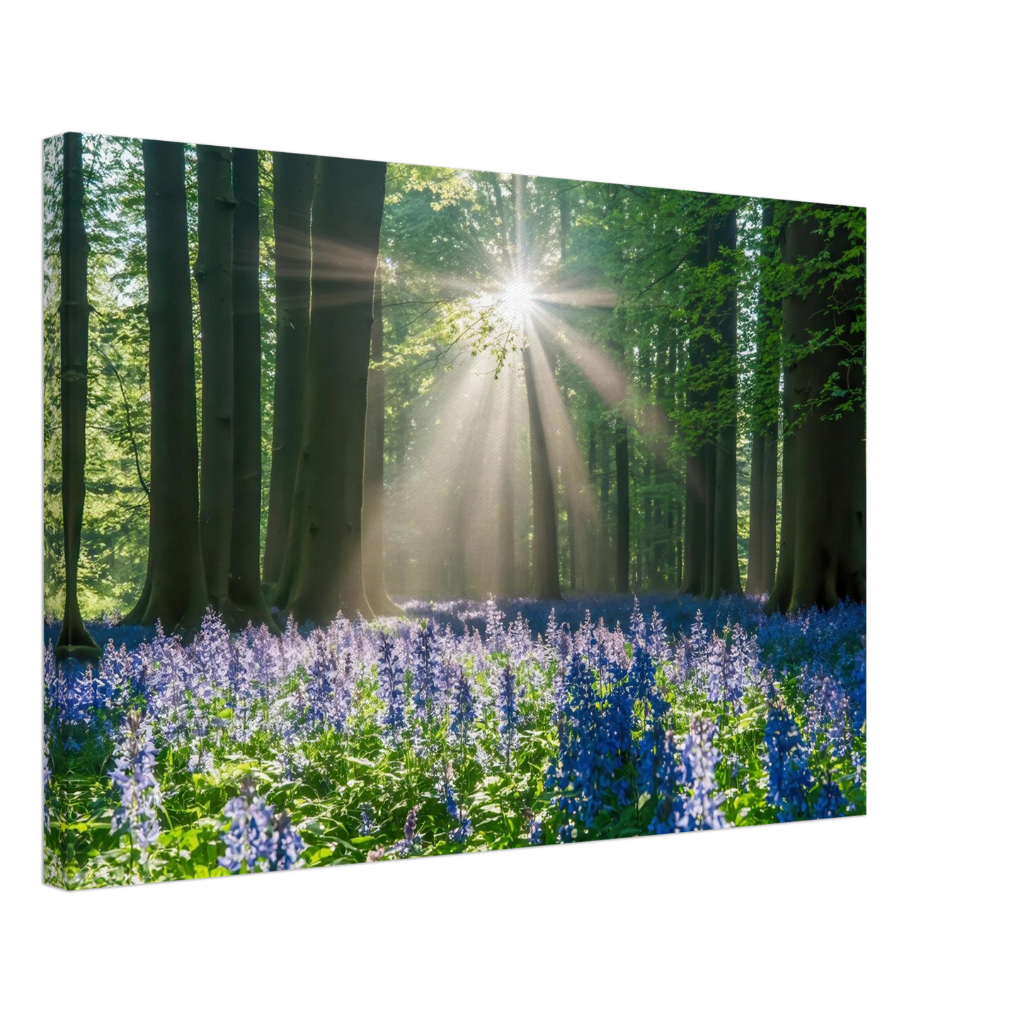 Wandbild bezaubernder wald mit sonnenstrahlen und lila bluetenmeer dein stueck natur